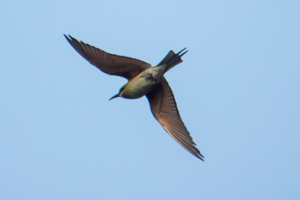 Blue-tailed Bee-eater - ML618946931