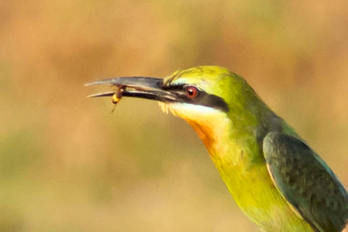 Blue-tailed Bee-eater - Prem swaroop Kolluru