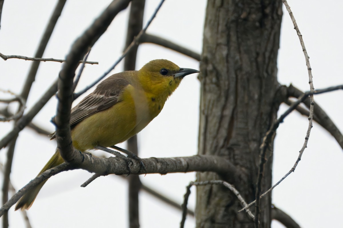 Hooded Oriole (nelsoni Group) - ML618946956