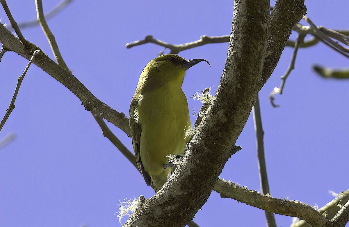 Hawaii-Sichelkleidervogel - ML618946970