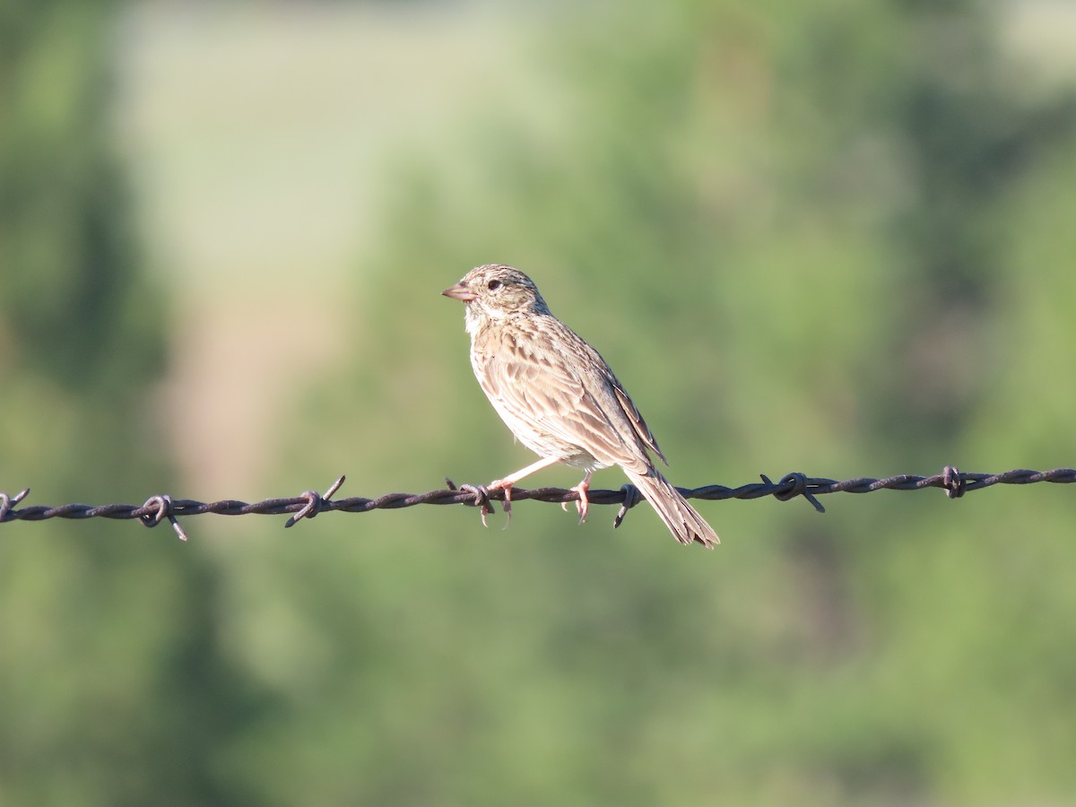 Vesper Sparrow - Chase Birdsmore