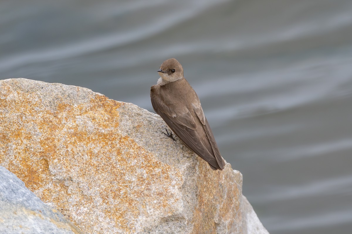 Northern Rough-winged Swallow - ML618946996
