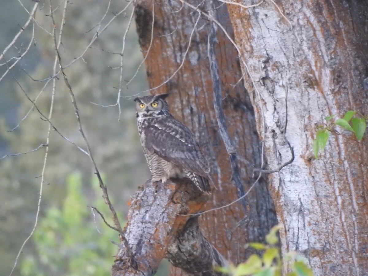 Great Horned Owl - ML618947013