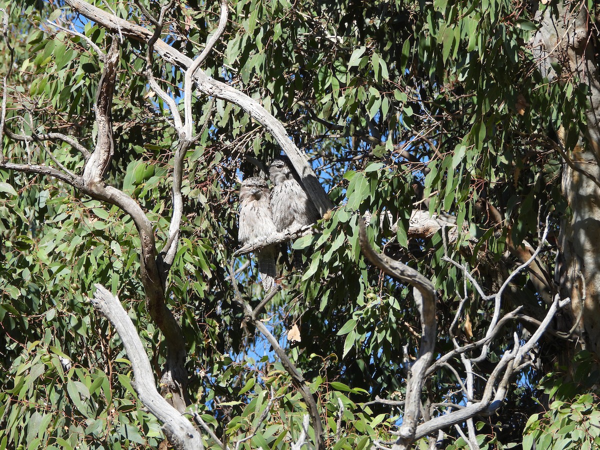 Tawny Frogmouth - Line Perrins