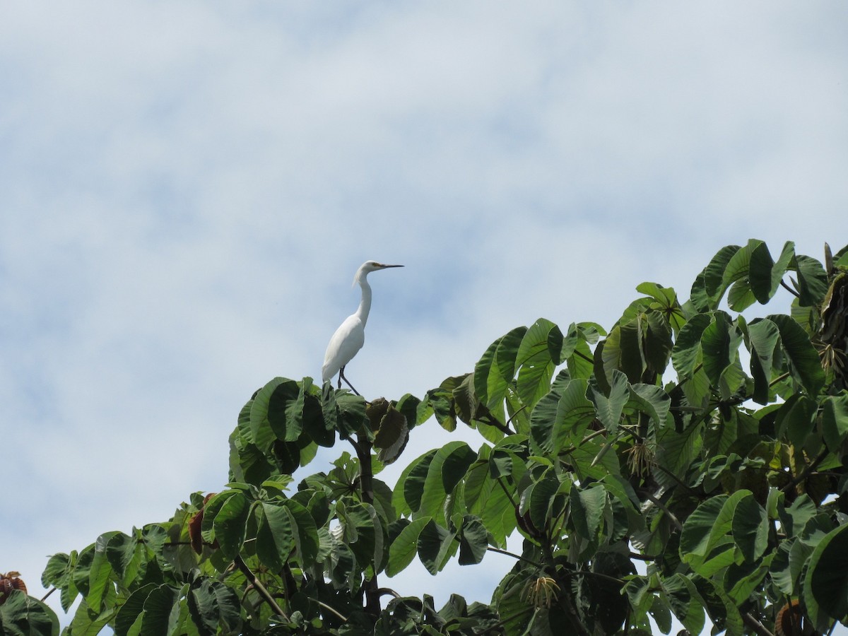 Great Egret - Emelyn Siachoque Pineda