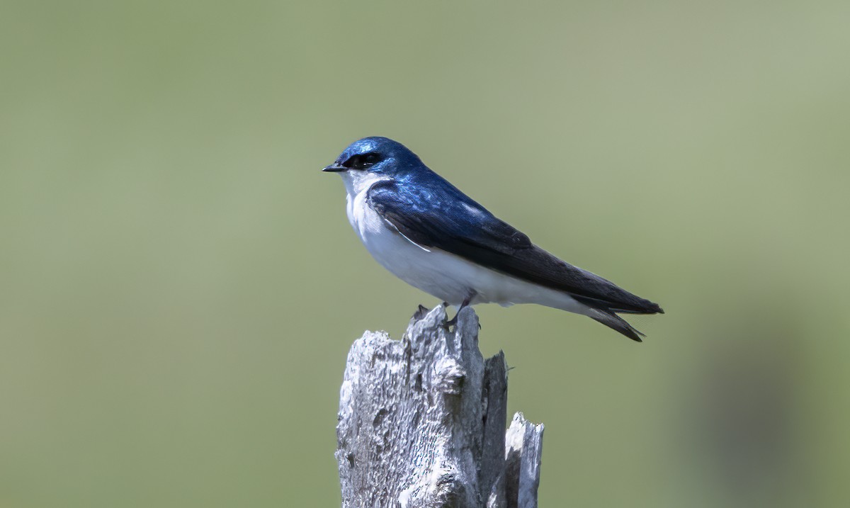 Tree Swallow - Iris Kilpatrick