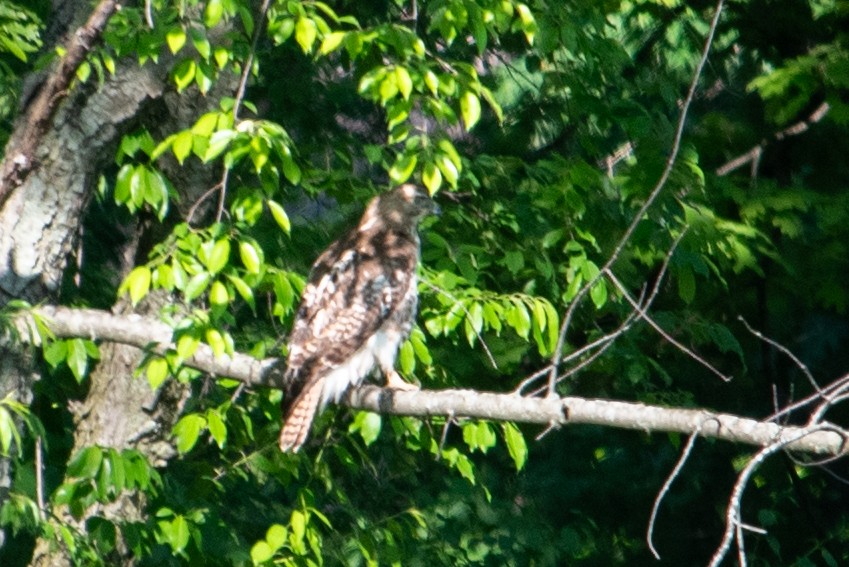 Red-tailed Hawk - ML618947052