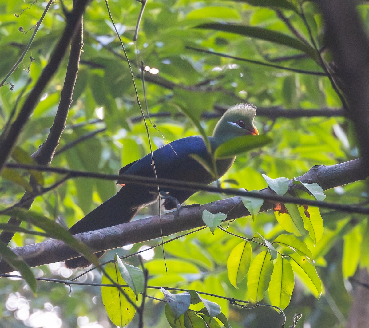 Yellow-billed Turaco (Yellow-billed) - Marie Lister