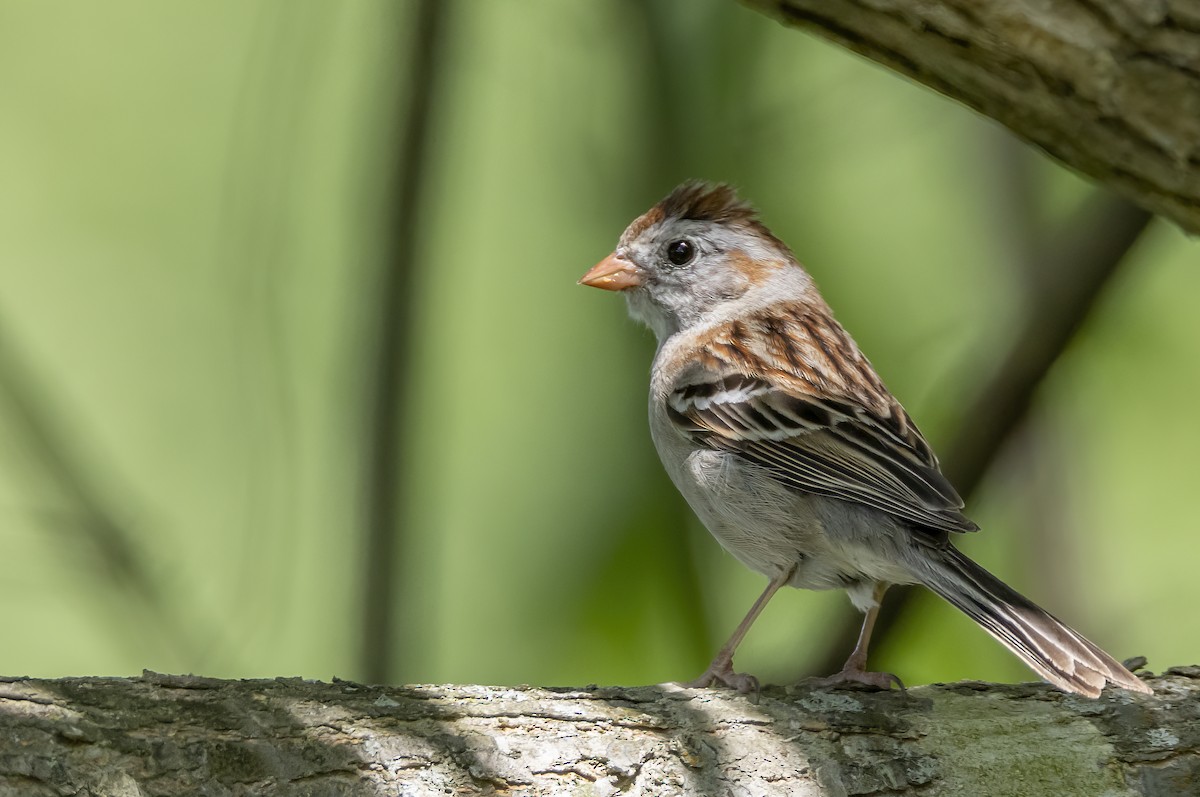 Field Sparrow - Iris Kilpatrick
