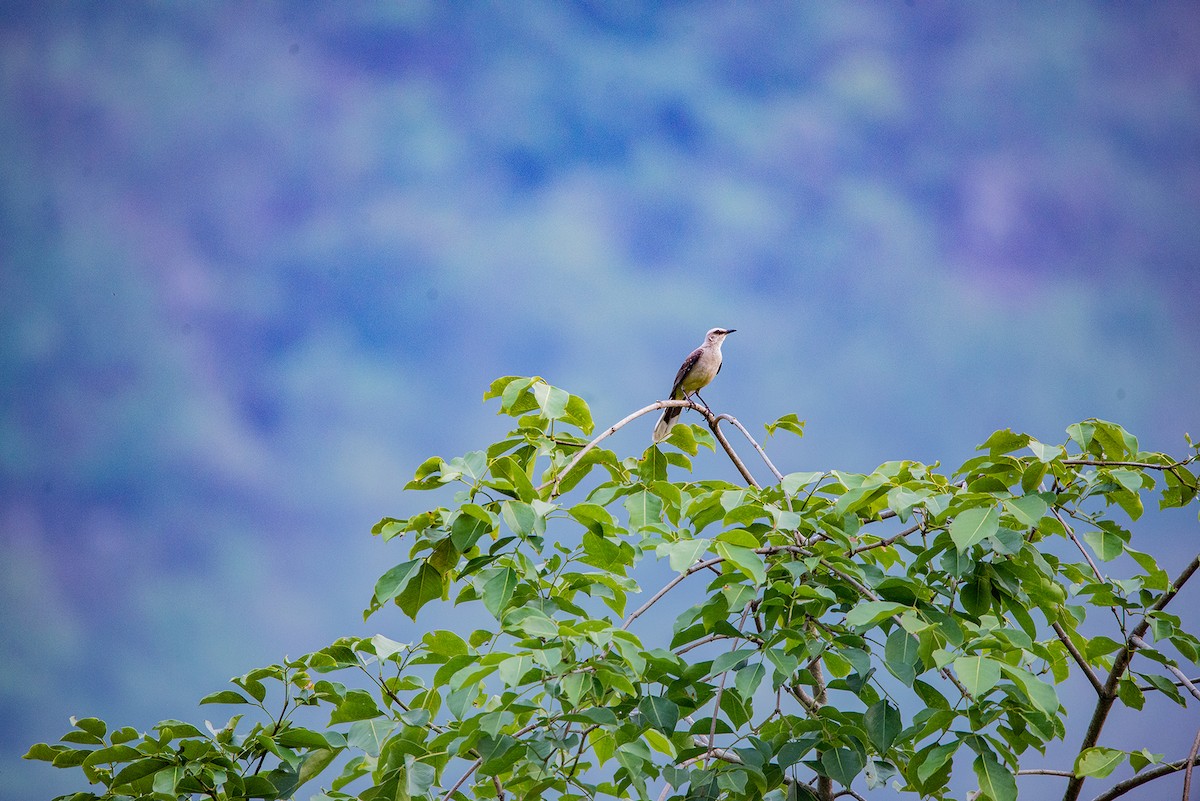Tropical Mockingbird - Fundación Ecoturística Recetor Vive un Paraíso