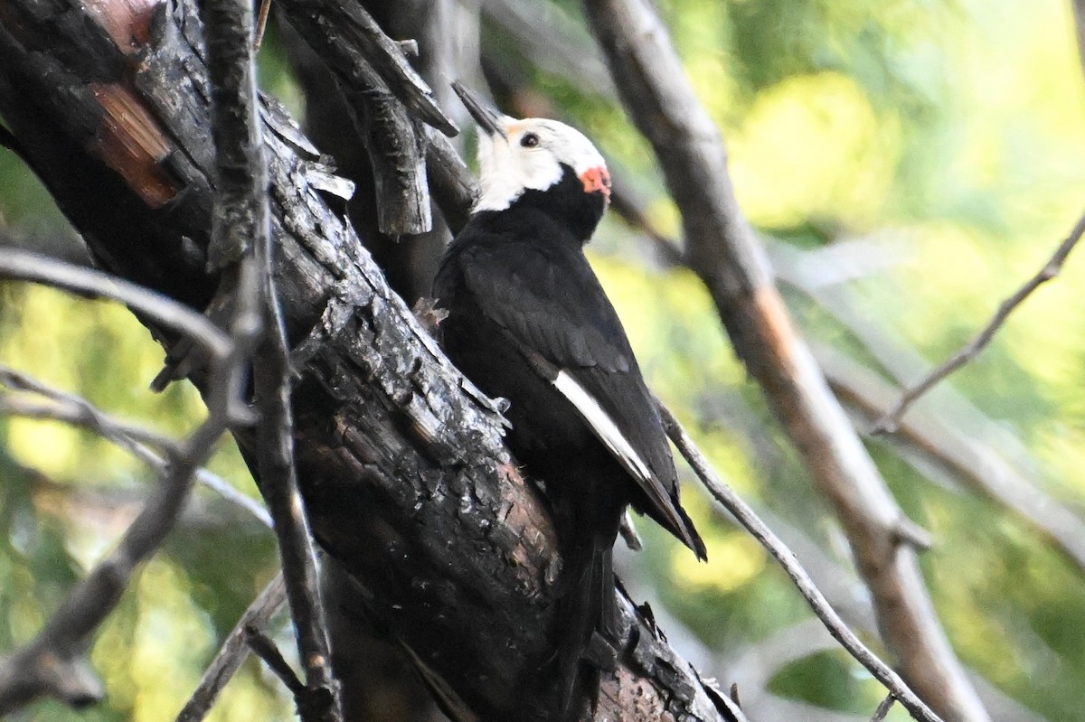 White-headed Woodpecker - ML618947132
