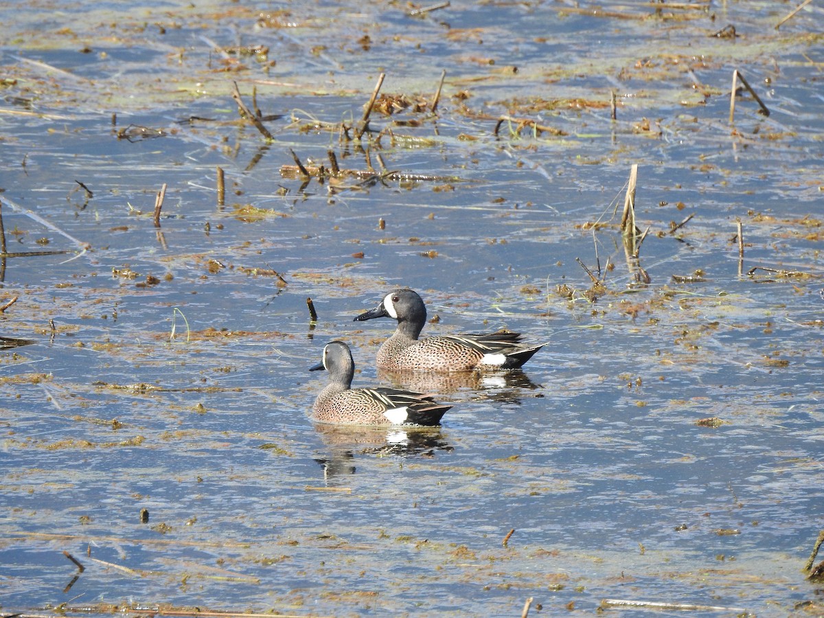 Blue-winged Teal - ML618947160