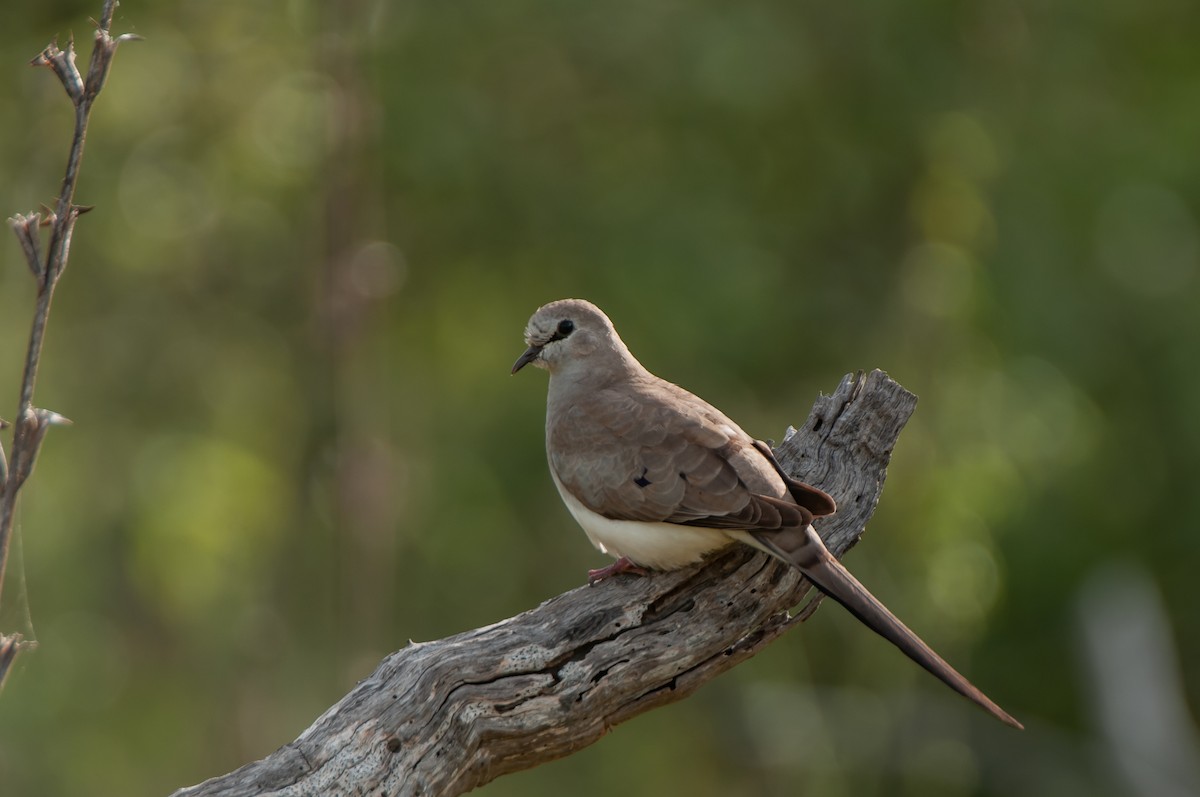Namaqua Dove - ML618947164
