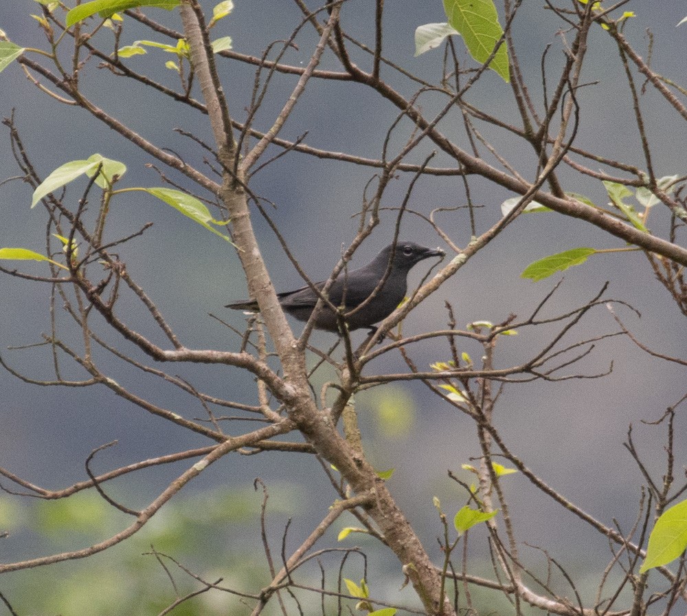 Black-winged Cuckooshrike - Lindy Fung