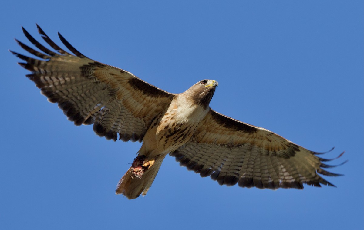 Red-tailed Hawk - Pair of Wing-Nuts