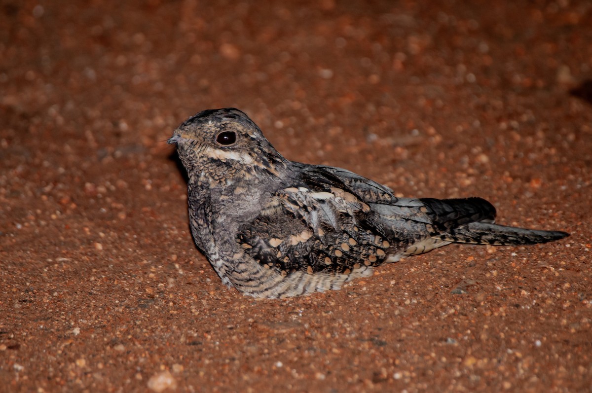 Square-tailed Nightjar - Dominic More O’Ferrall