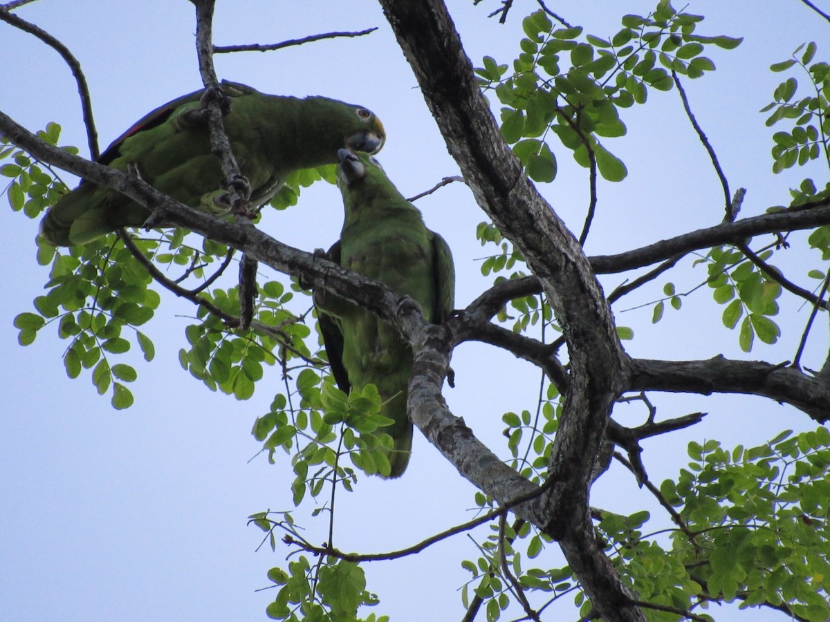 Yellow-crowned Parrot - ML618947265
