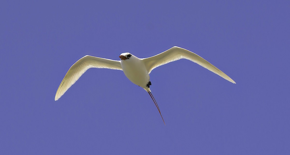 Red-tailed Tropicbird - ML618947266