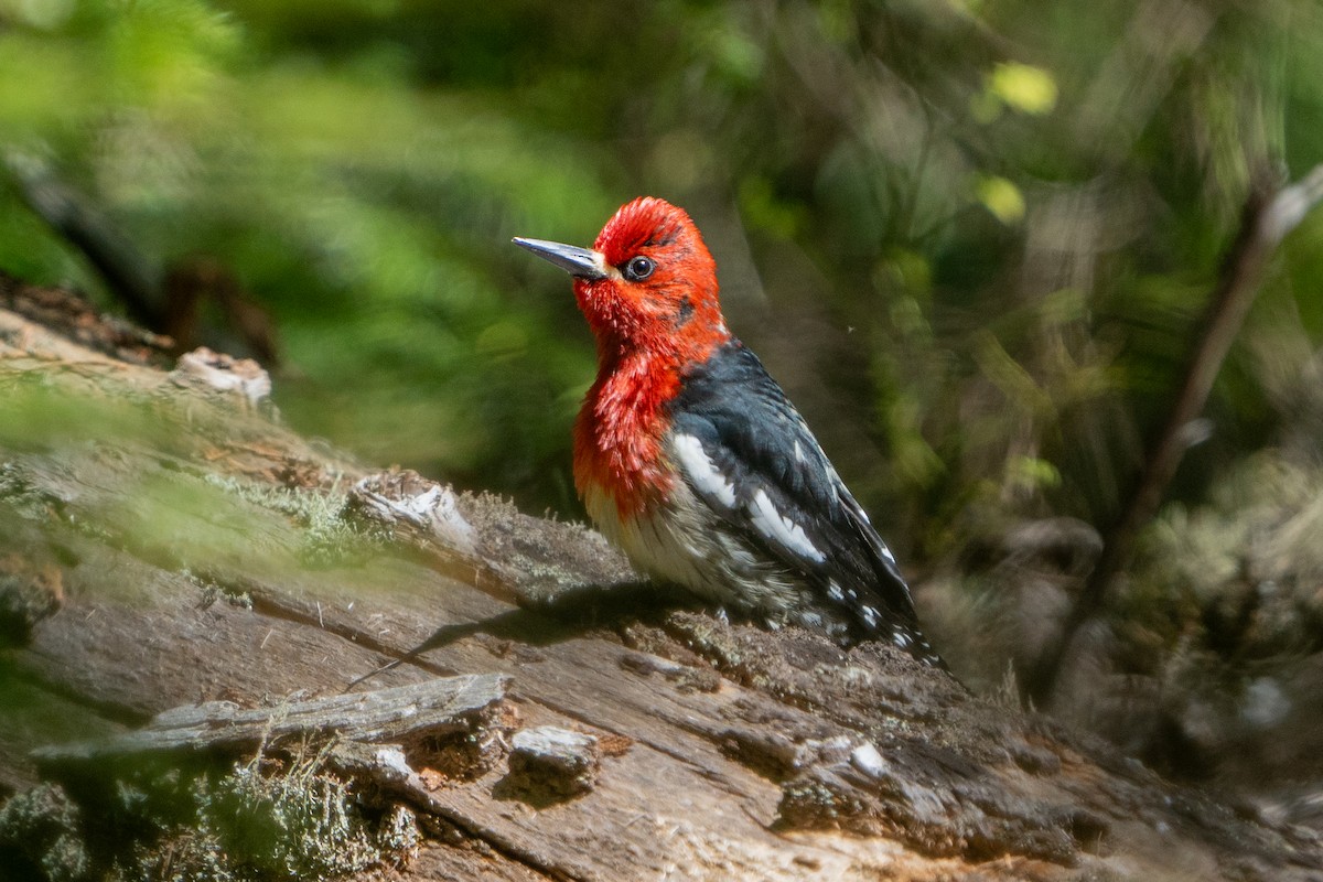 Red-breasted Sapsucker - ML618947273