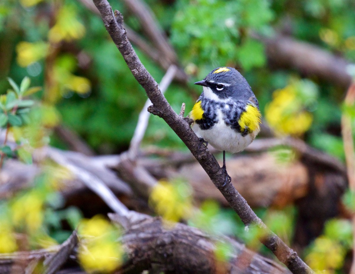 Yellow-rumped Warbler (Myrtle) - Ed Harper