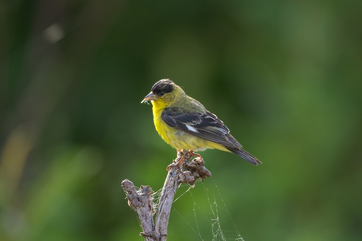 Lesser Goldfinch - Aditya Rao