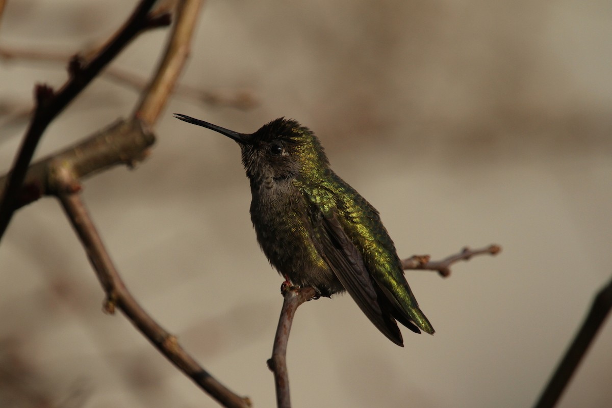 Anna's Hummingbird - ML618947310