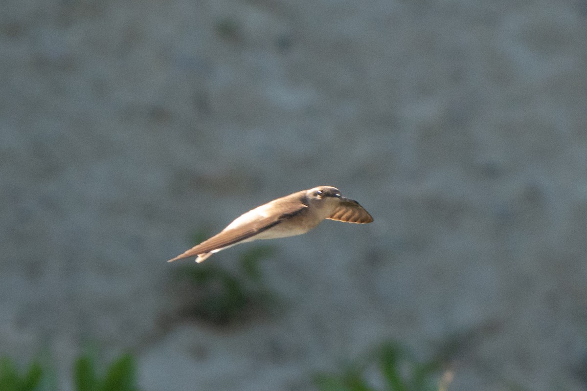 Northern Rough-winged Swallow - ML618947339