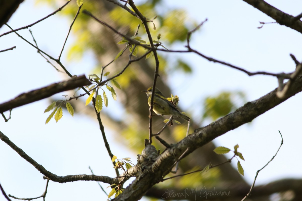 Lawrence's Warbler (hybrid) - ML618947349