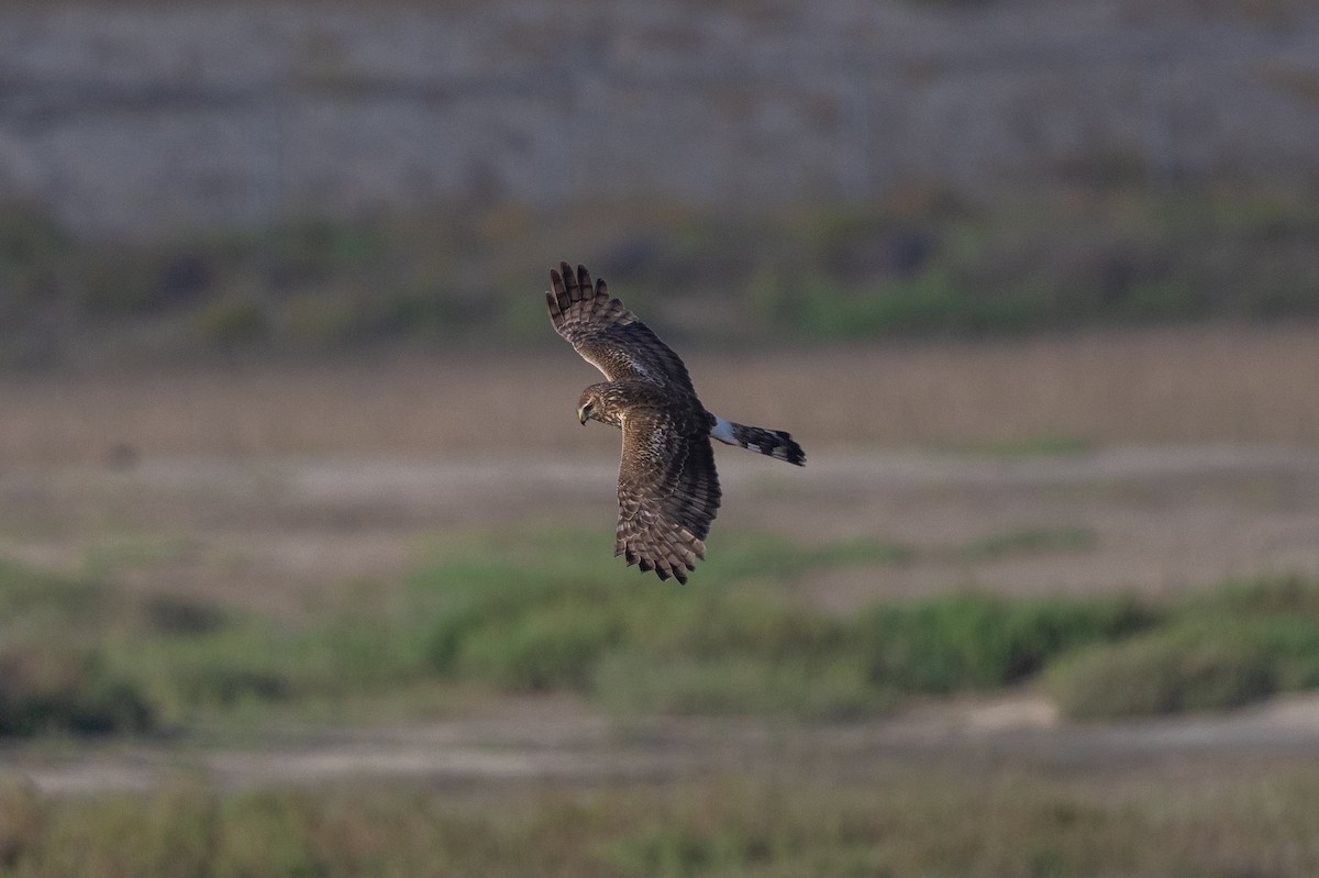 Northern Harrier - Aditya Rao