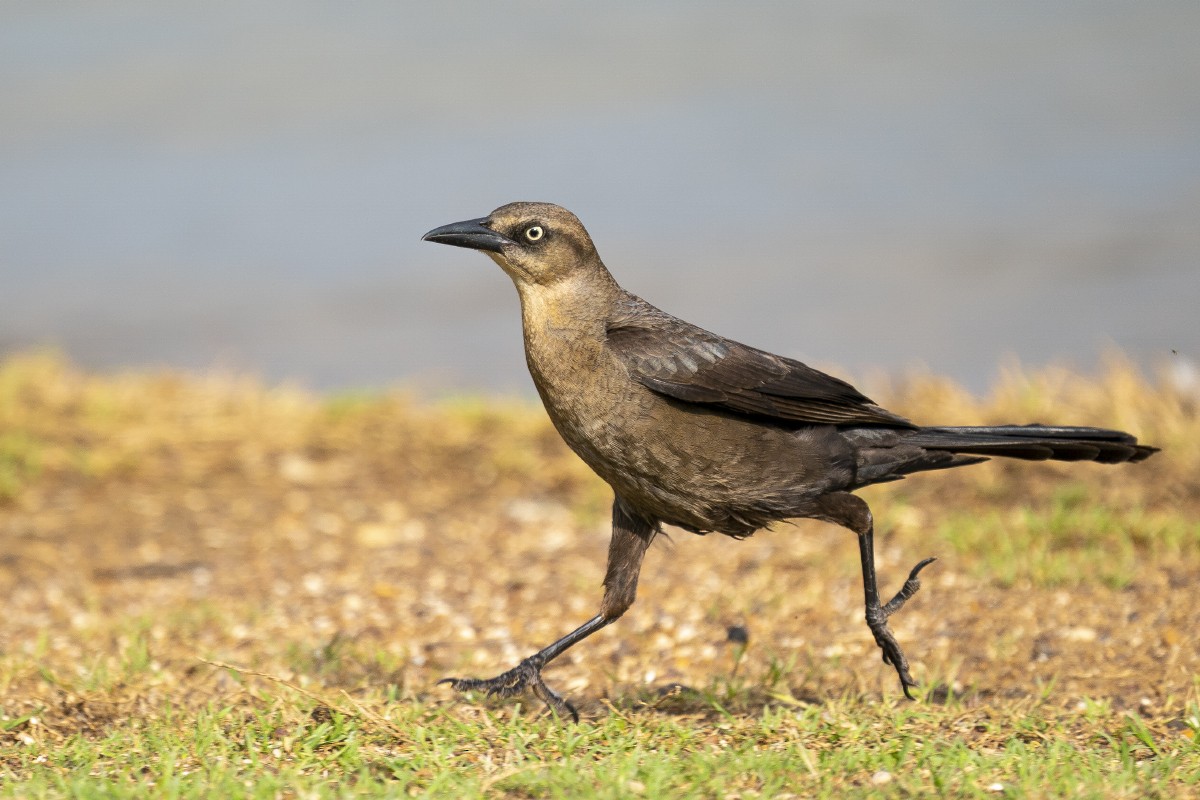 Great-tailed Grackle - ML618947359