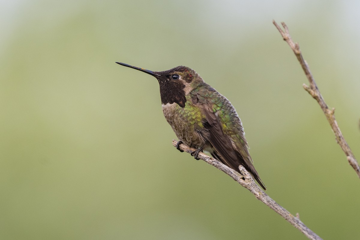 Anna's Hummingbird - ML618947374