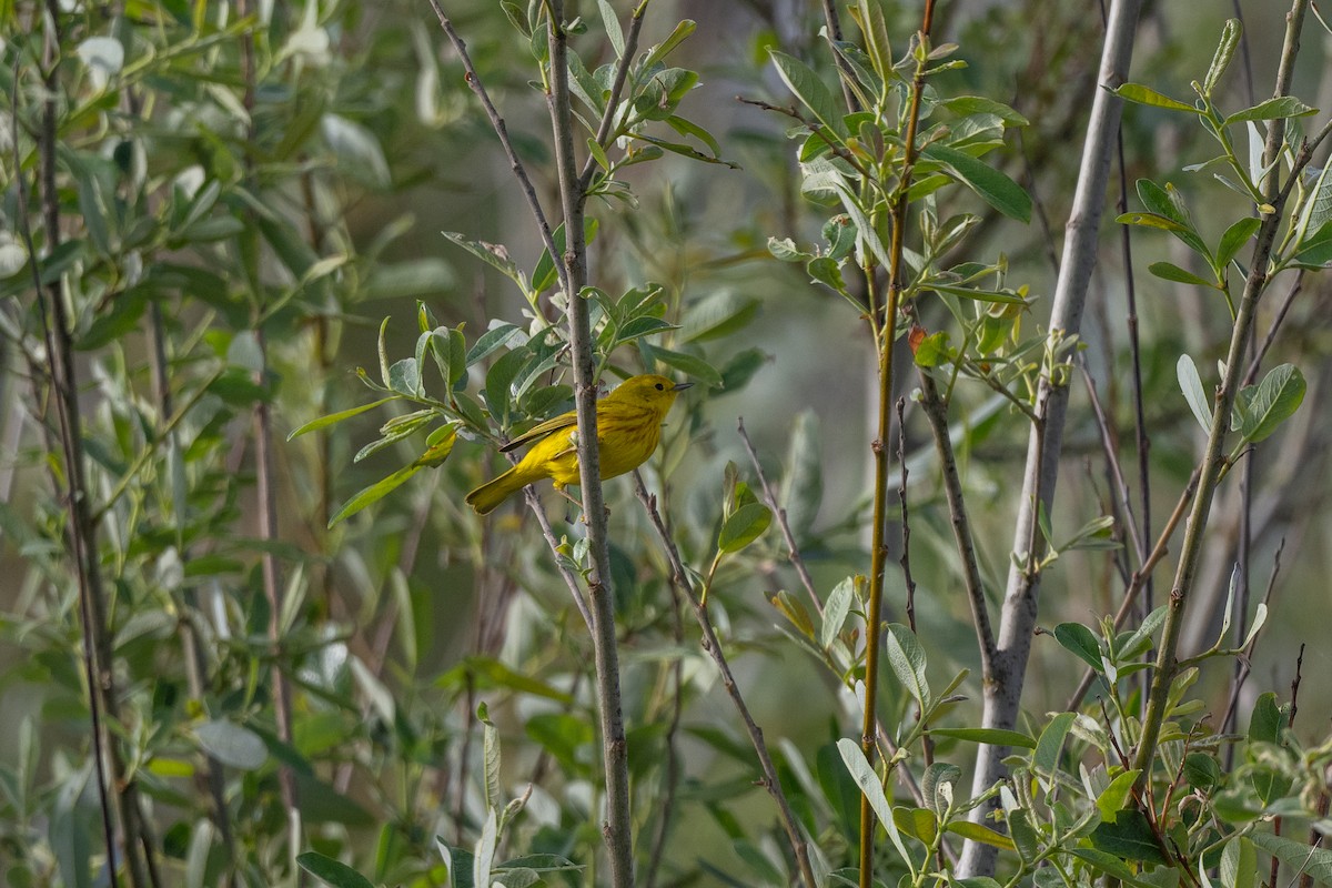 Yellow Warbler - Aditya Rao