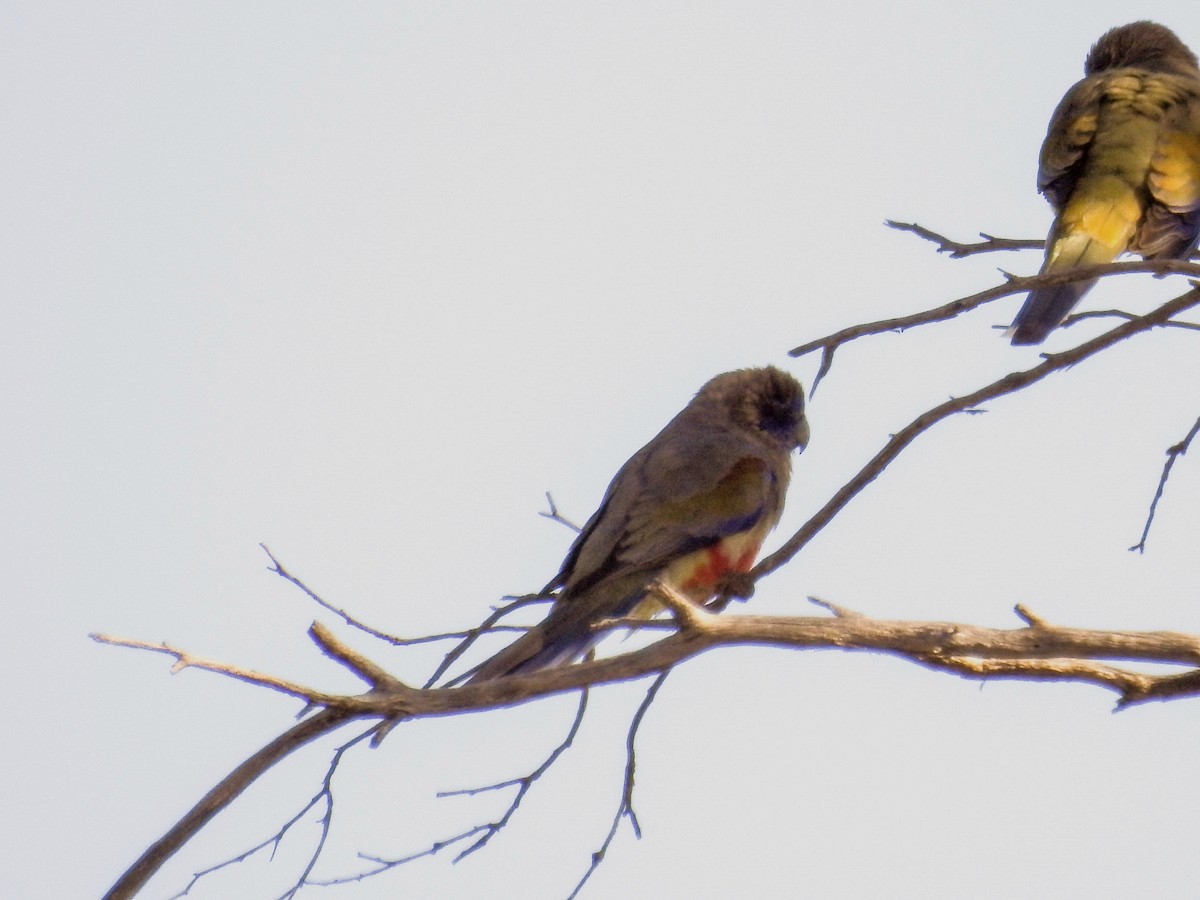 Кровавобрюхий попугайчик (haematogaster/pallescens) - ML618947429
