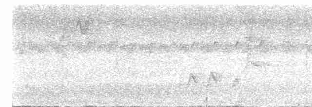 Weißbrust-Ameisenwürger - ML618947431