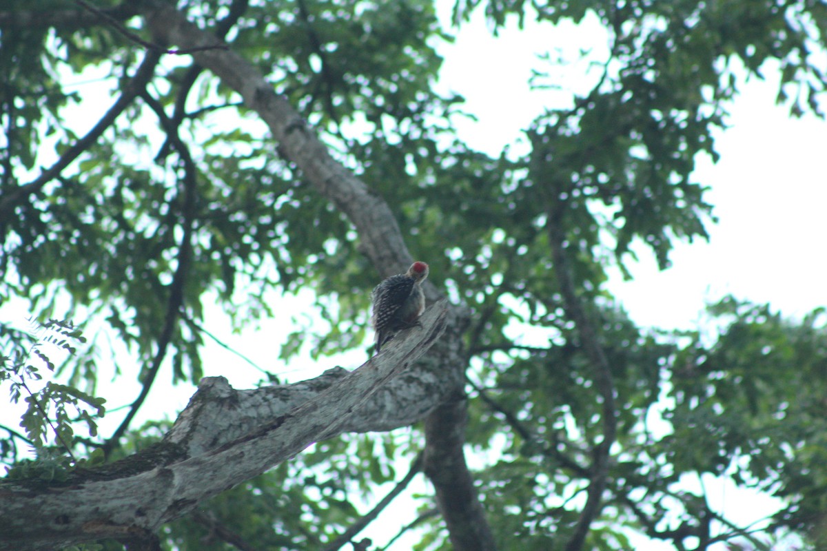 Red-crowned Woodpecker - Jannier Ponare