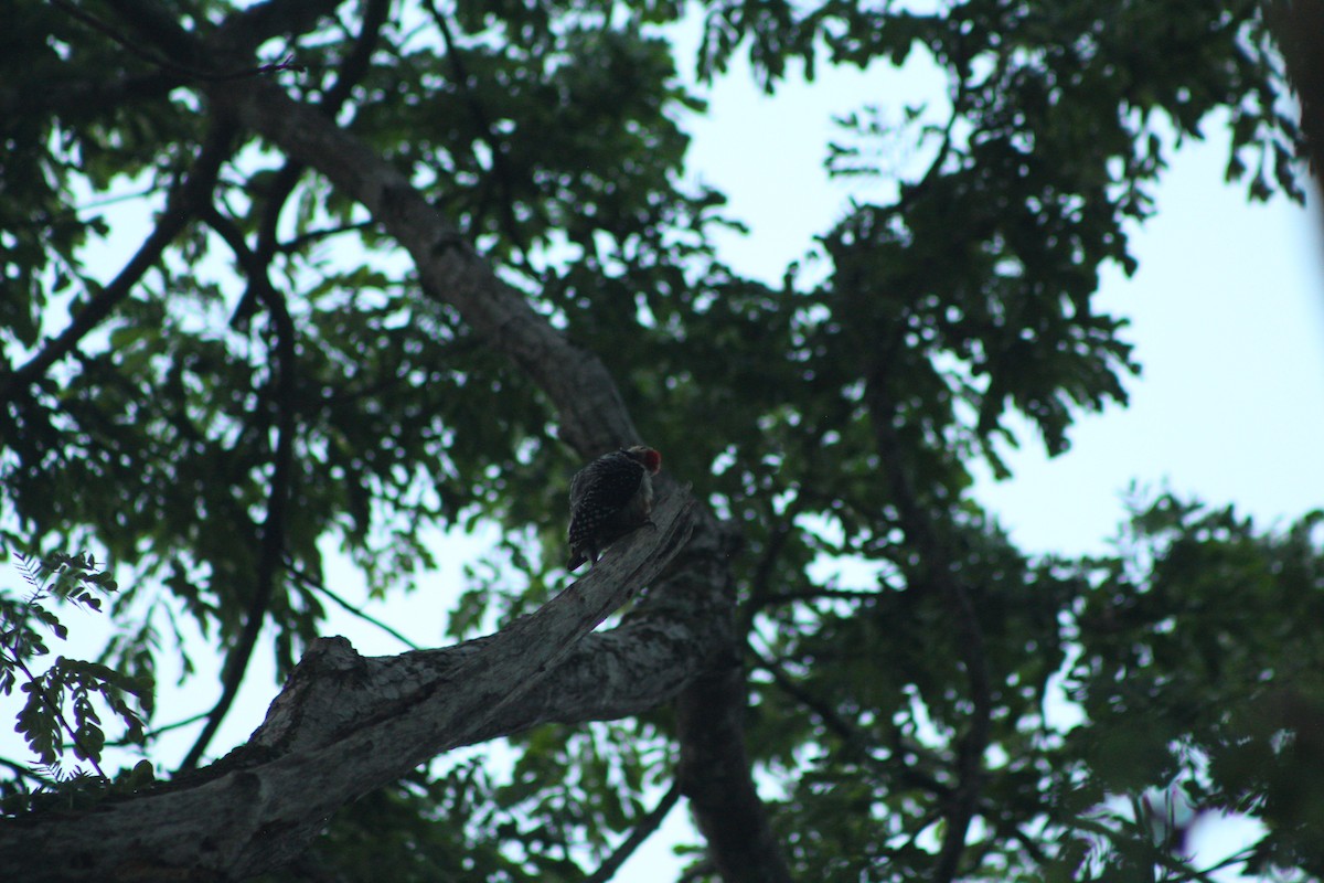 Red-crowned Woodpecker - ML618947441