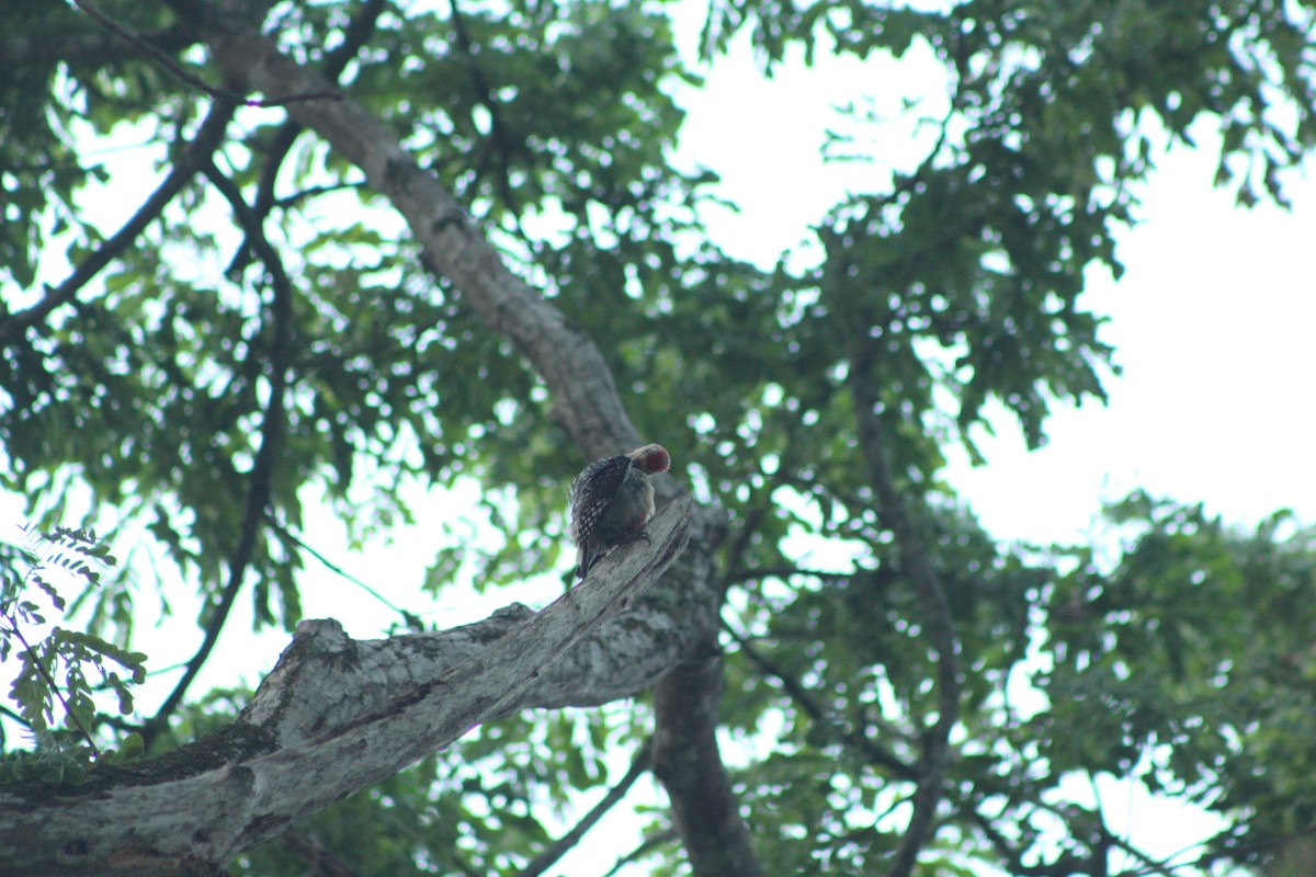 Red-crowned Woodpecker - ML618947442