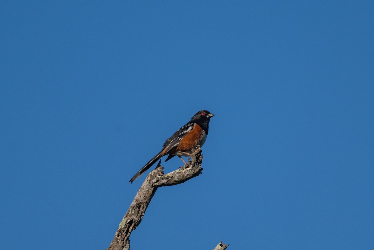 Spotted Towhee - ML618947454