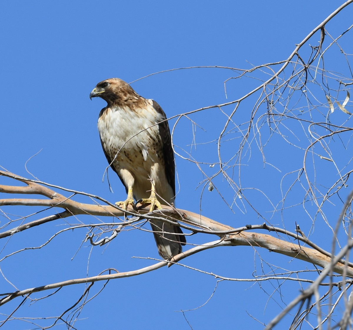 Red-tailed Hawk - Roxxianna D