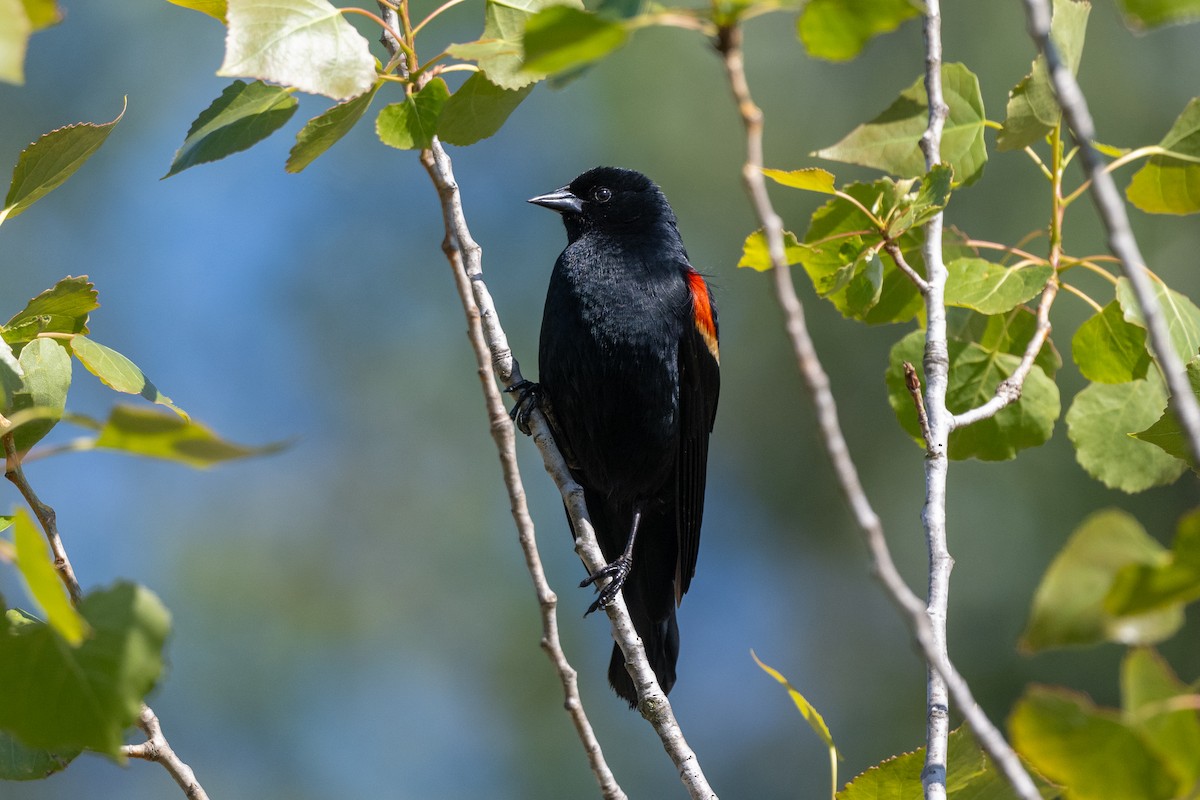 Red-winged Blackbird - Aditya Rao