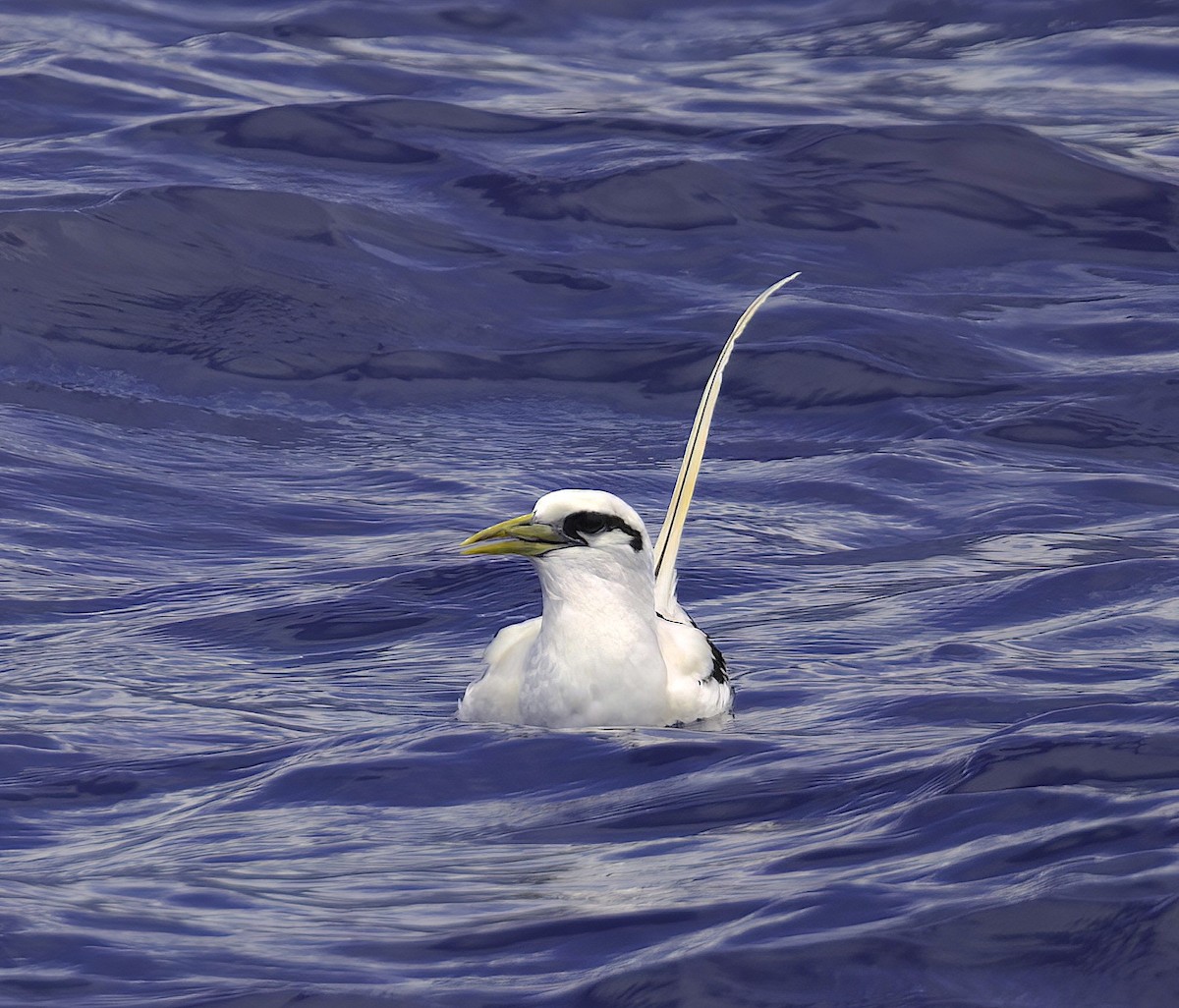 White-tailed Tropicbird (Pacific) - ML618947487