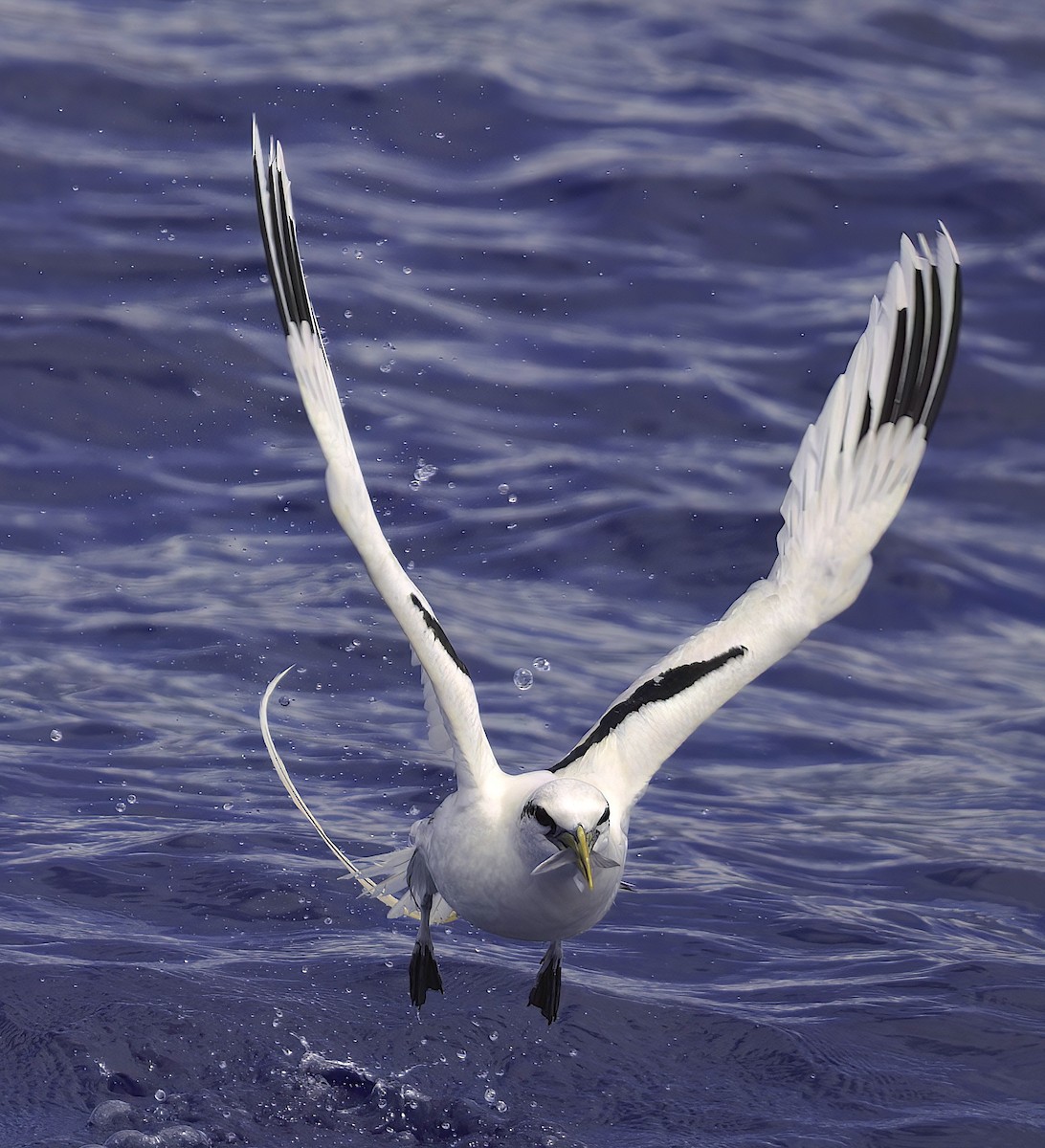 White-tailed Tropicbird (Pacific) - ML618947488