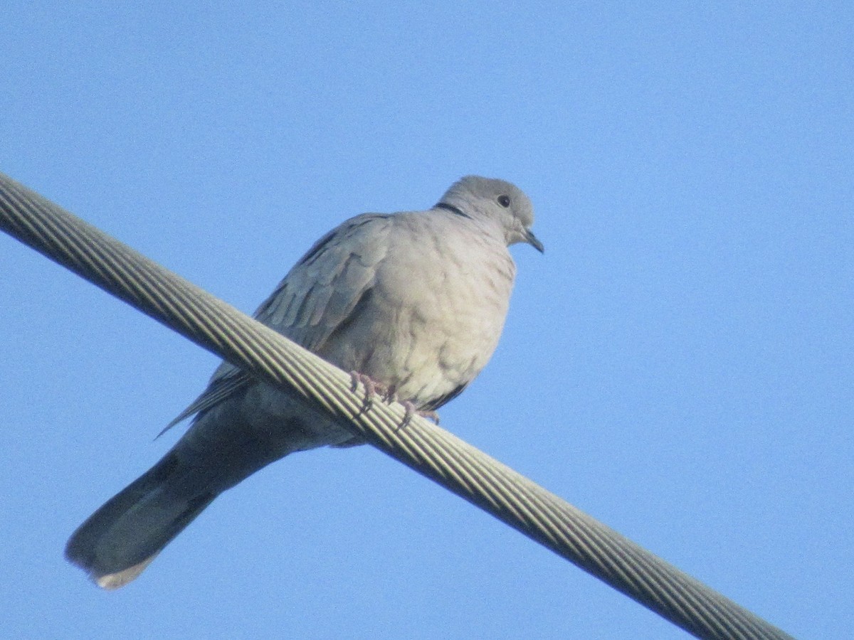 Eurasian Collared-Dove - ML618947527