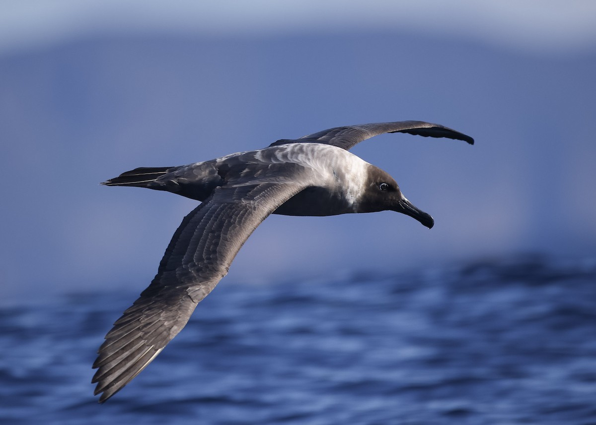 albatros světlehřbetý - ML618947537