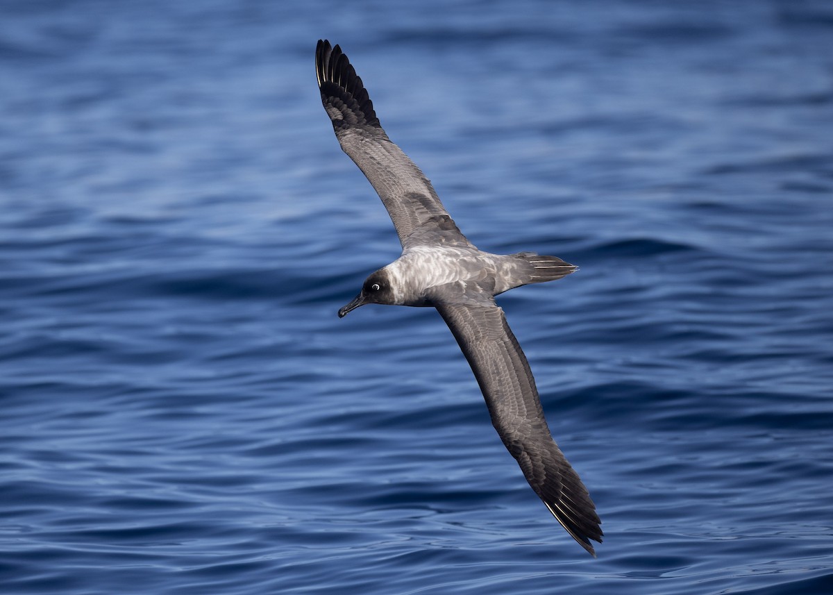 Light-mantled Albatross - ML618947539