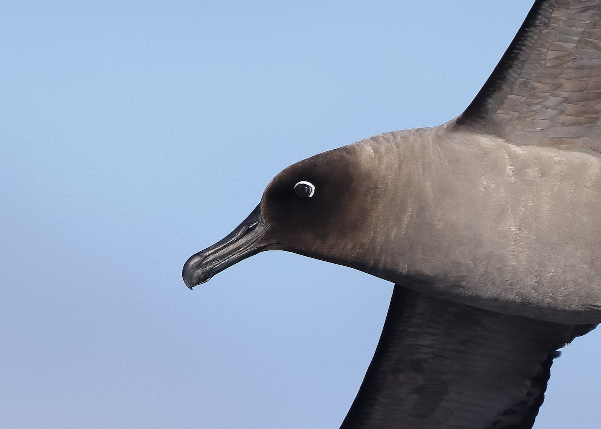 Light-mantled Albatross - Martin Allen