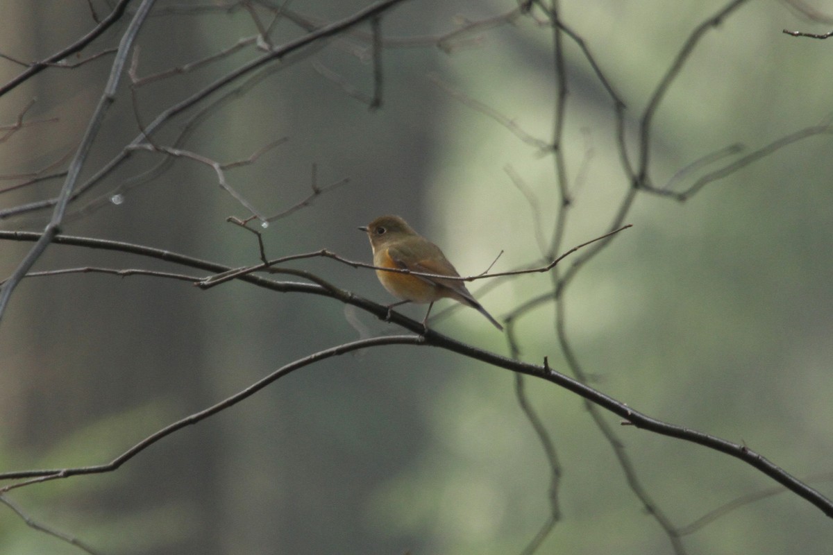 Red-flanked Bluetail - ML618947578