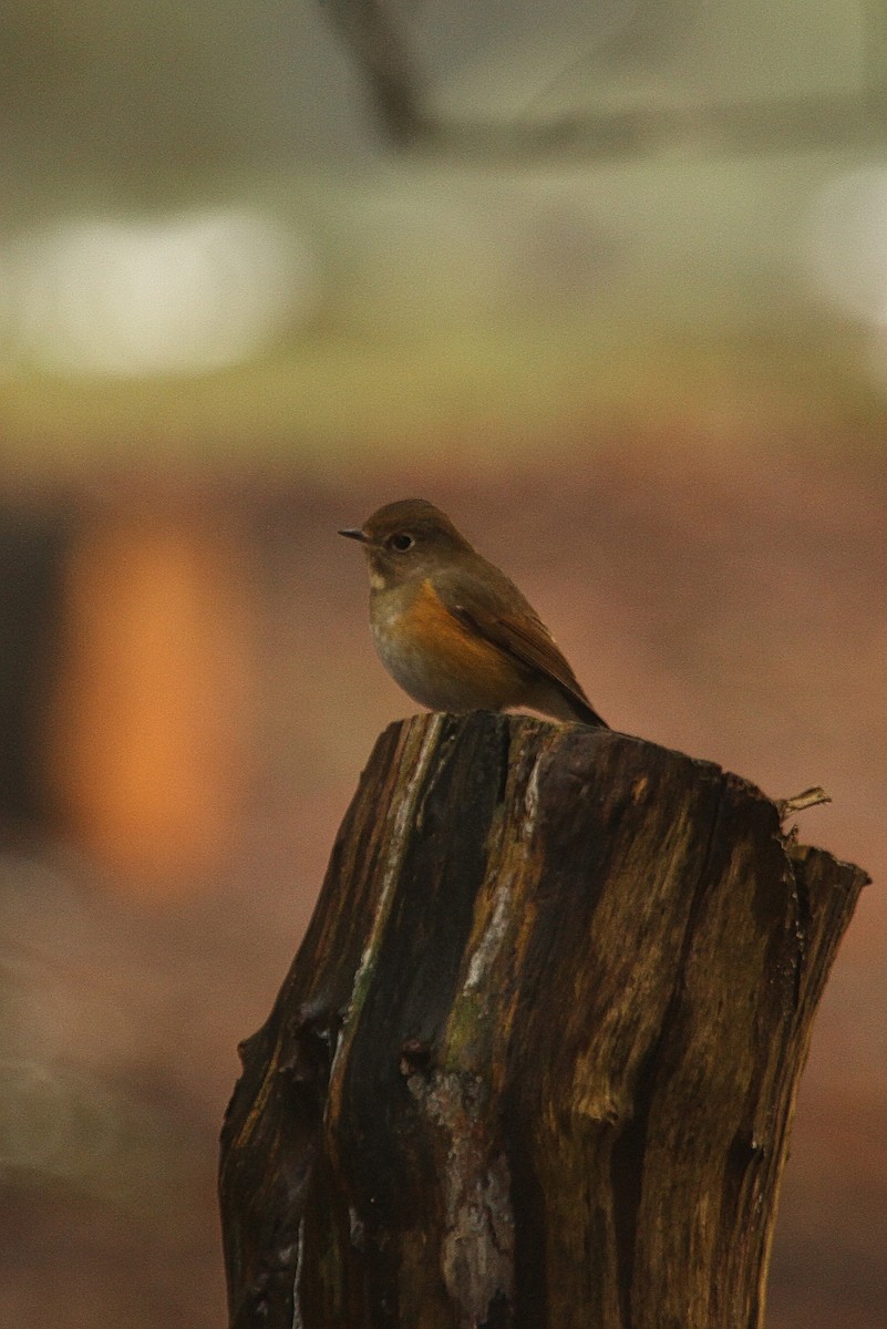 Red-flanked Bluetail - ML618947579