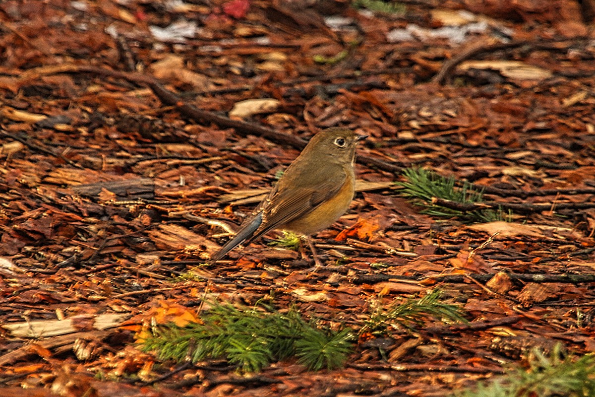 Red-flanked Bluetail - ML618947580