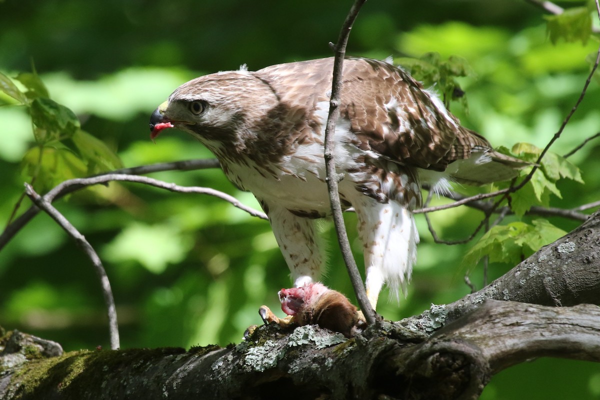 Red-tailed Hawk - ML618947593